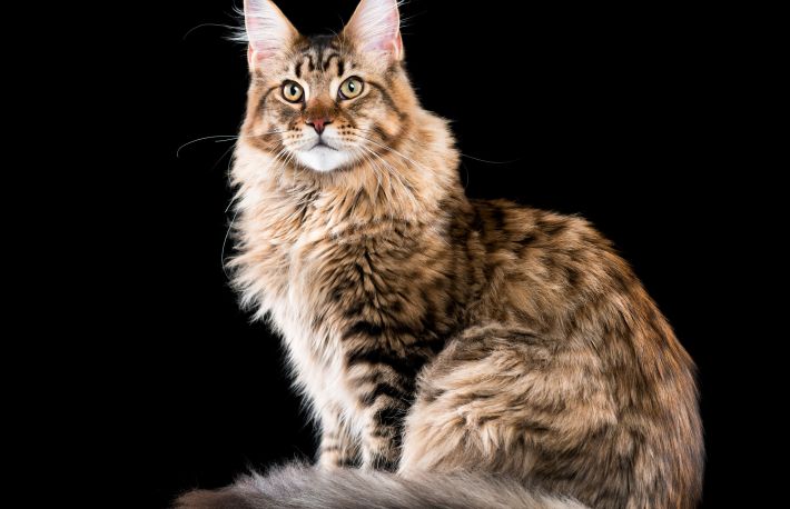 Cum sa ingrijesti o pisica Maine Coon