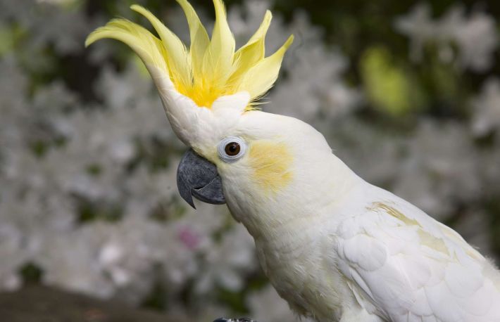 Cum sa ingrijesti un papagal cacadu