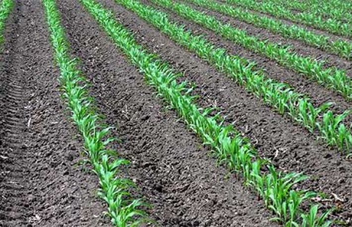 Cum sa combati buruiana din porumb