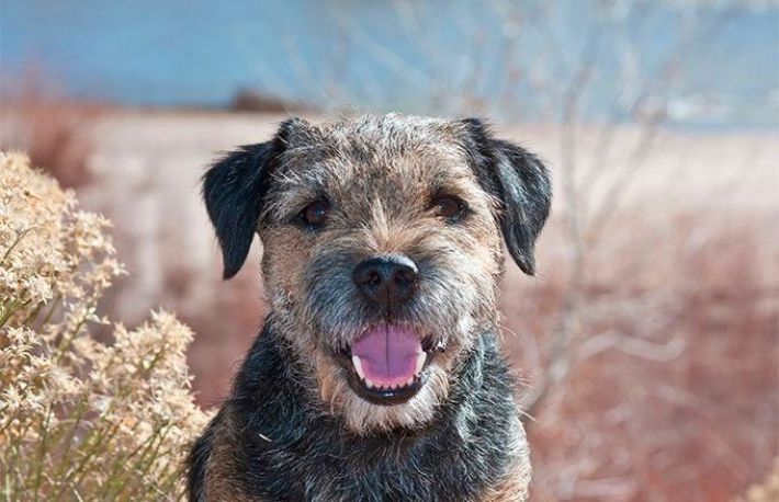 Cum sa ingrijesti un border terrier
