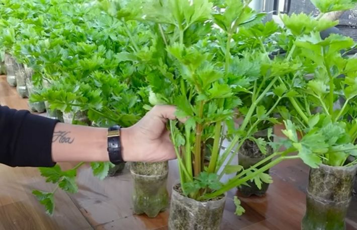 Cum sa cultivi telina in sticle