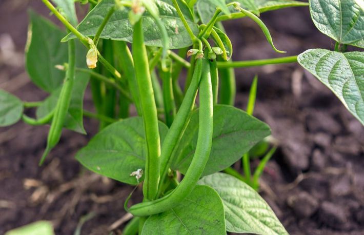 Cum sa cultivi fasole