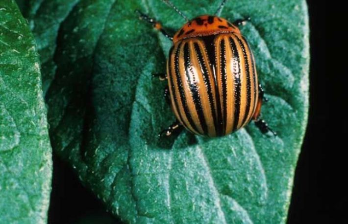 Cum sa combati gandacul de Colorado