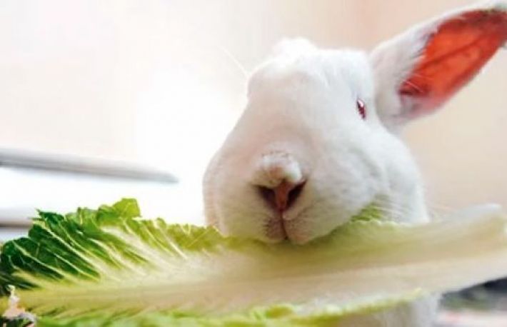 Cum sa hranesti iepurele cu verdeata