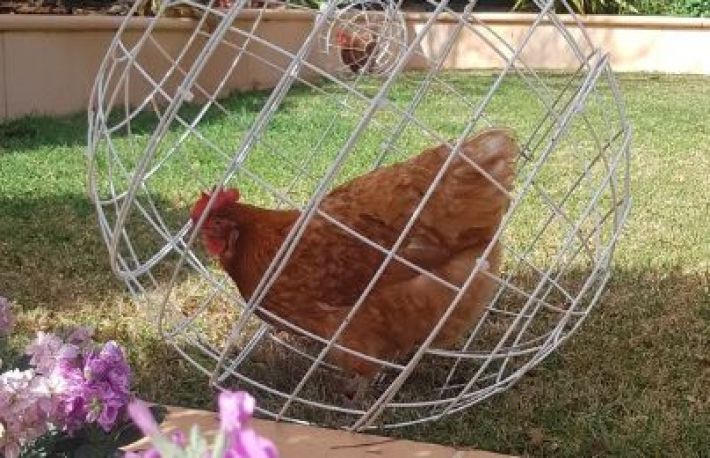 Cum sa cresti gaini. Chicken orb, dispozitivul popular, dar controversat