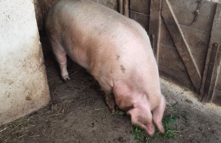 Porc in viu vs porc taiat. Ce varianta e mai convenabila?