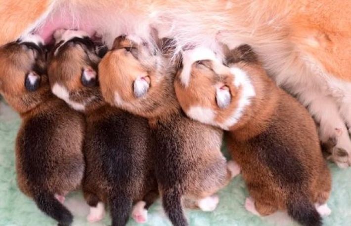 Cum sa incurajezi o catea sa-si hraneasca puii