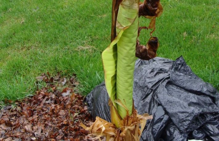 Cum sa cresti un bananier