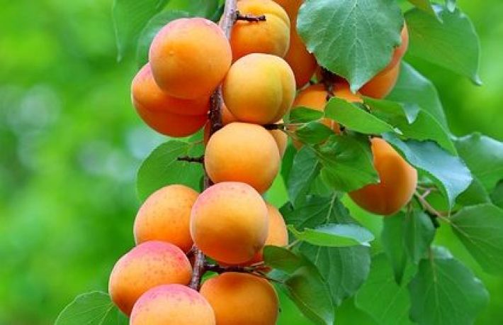 Cum sa ingrijesti caisul