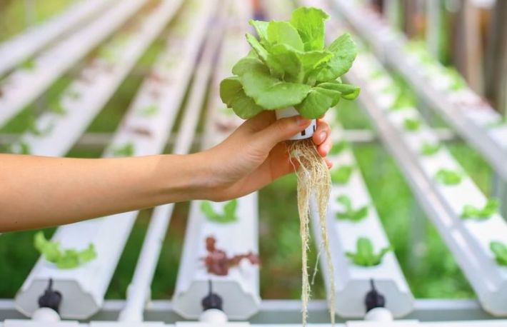 Cum sa ridici o gradina hidroponica
