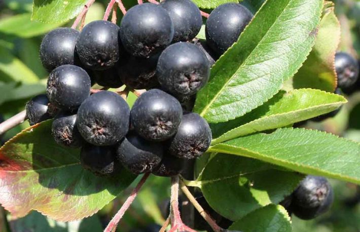 Cum sa infiintezi o cultura de aronia