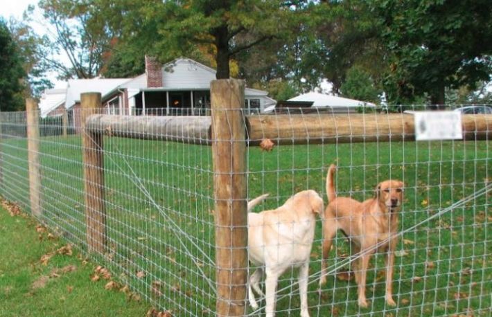 Cum sa construiesti un gard de sarma pentru caini
