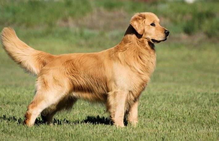 Caini. Cum sa ingrijesti un golden retriever