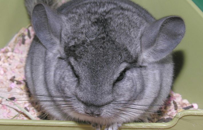 Cum sa ingrijesti sinsila