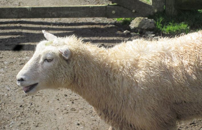 Cum sa tratezi pneumonia la oi