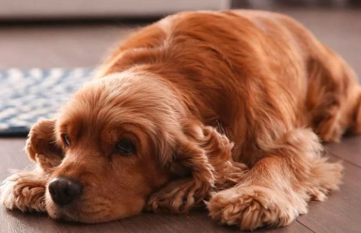 Pancreatita la caini - cauze, simptome, tratament