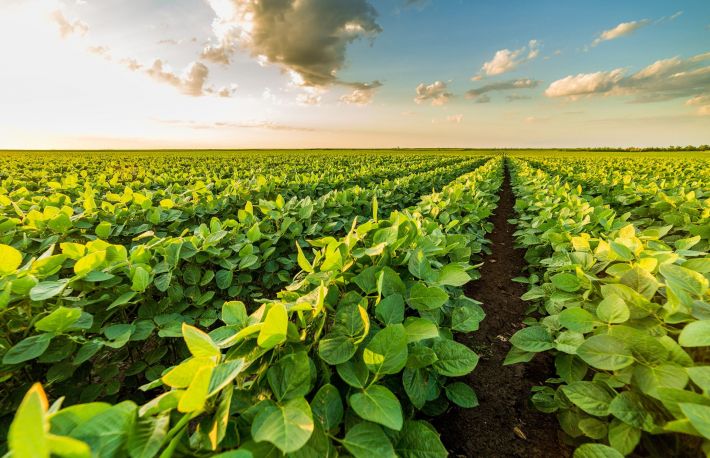 Cum sa infiintezi o cultura de soia