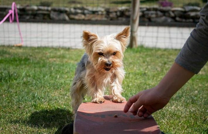Caini. Cum sa dresezi un Yorkshire Terrier