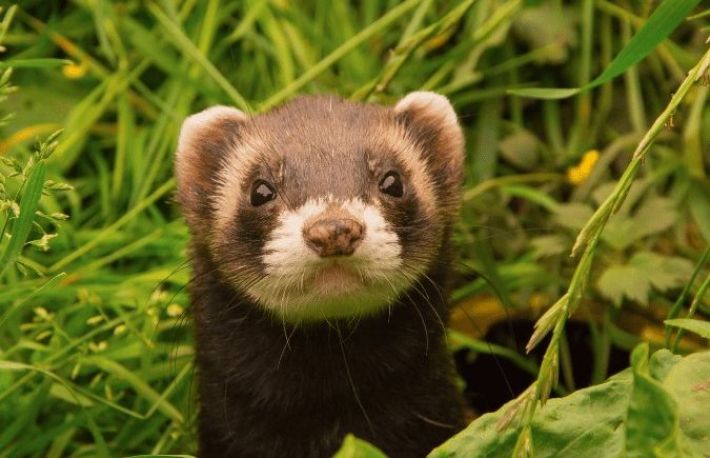 Cum omoara dihorul pasarile. Metode de indepartare a dihorilor