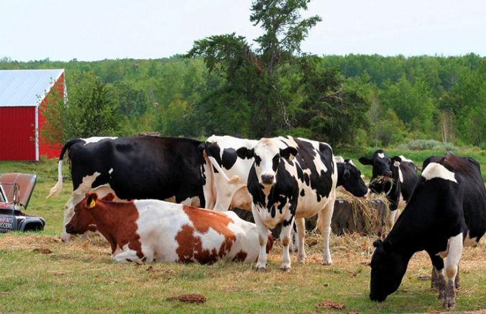 Cum sa infiintezi o ferma de vaci