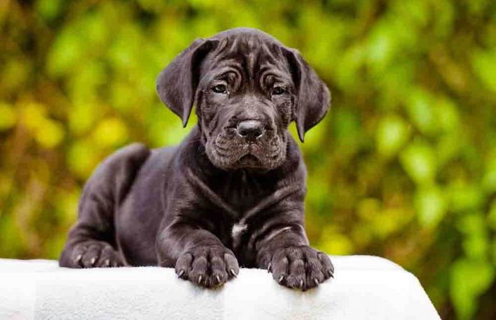 Caini. Cum sa dresezi un Cane Corso