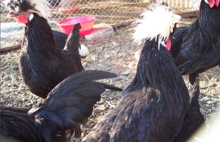 Cum sa cresti motate olandeze