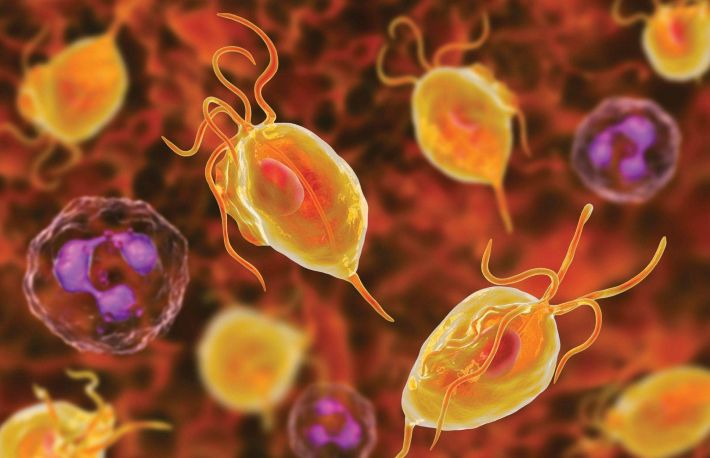 Trichomonaza - cauze, simptome, tratament