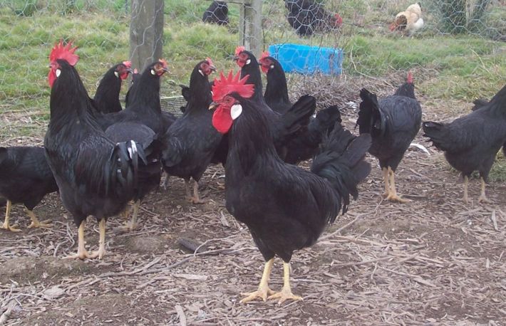 Cum sa cresti Minorca