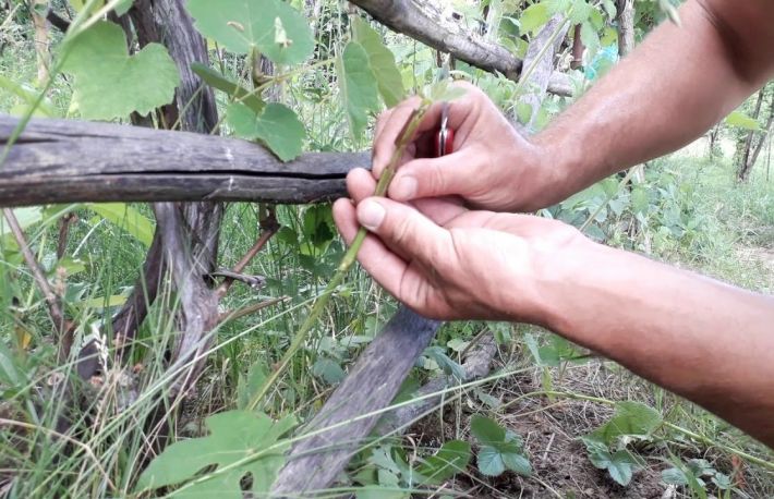 Cum sa altoiesti vita de vie