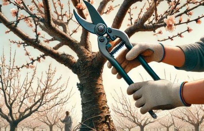 Taierile la cais. Cand si cum se fac?