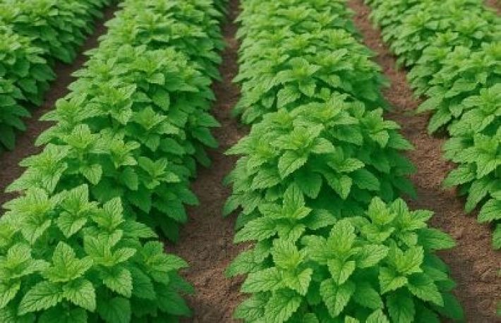 Mici fermieri. Ce culturi de nisa iti pot aduce profit?