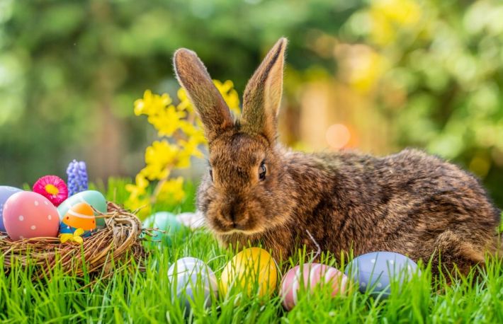 Paște. Cum a ajuns iepurasul un simbol pascal