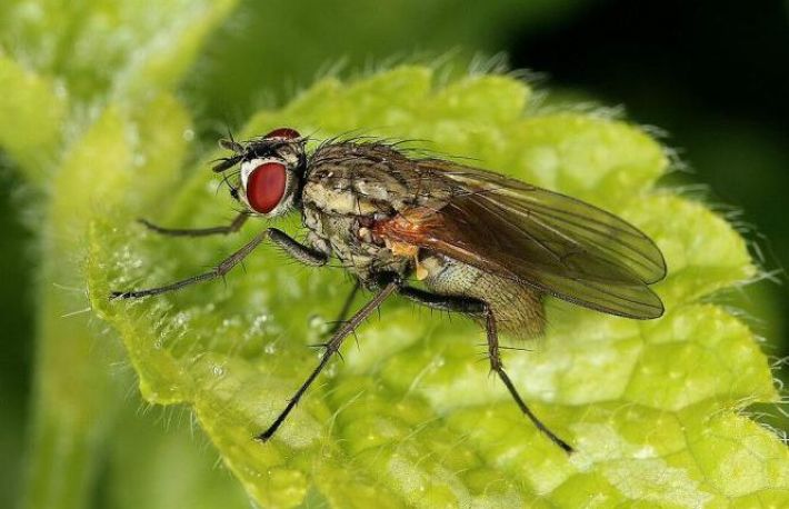 Cum sa combati daunatorii la ceapa si usturoi