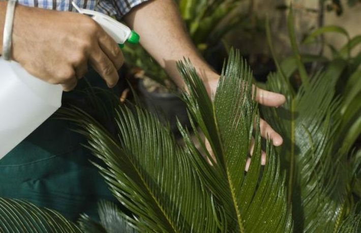 Cum sa va stropiti gazonul si plantele din gradina, in mod corespunzator