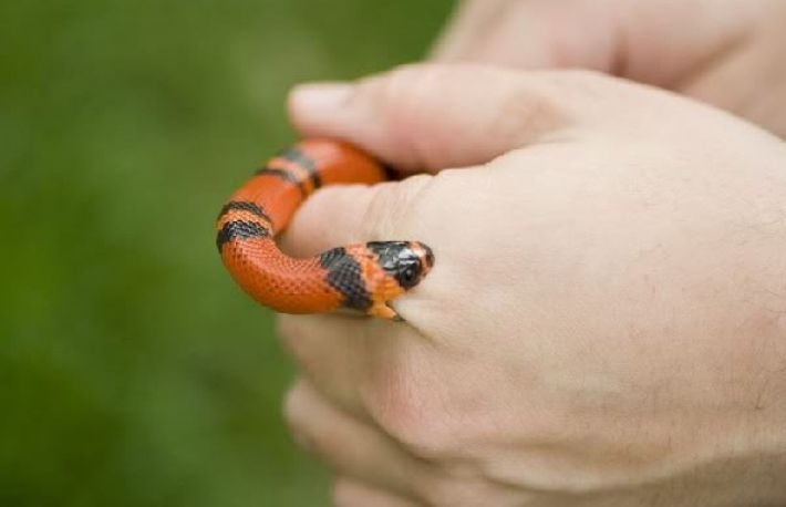 Cum se trateaza muscaturile de sarpe?