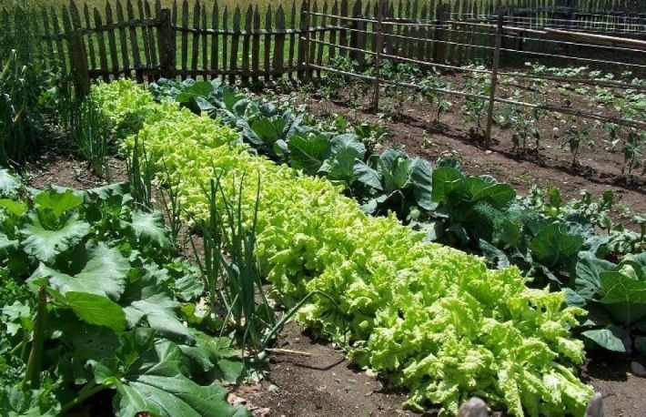 Cum sa alegi ce plante sa cultivi in gradina ta?