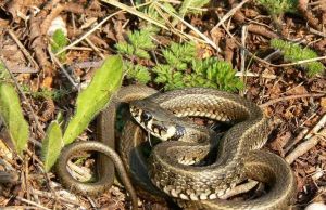 Cum sa alungi serpii de pe langa casa